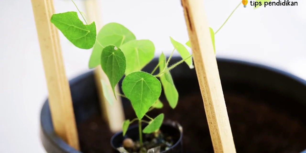 Cara Budidaya Daun Cincau Hijau Di Pot Atau Pekarangan Rumah