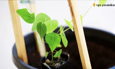 Cara Budidaya Daun Cincau Hijau Di Pot Atau Pekarangan Rumah