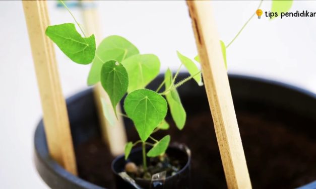 Cara Budidaya Daun Cincau Hijau Di Pot Atau Pekarangan Rumah