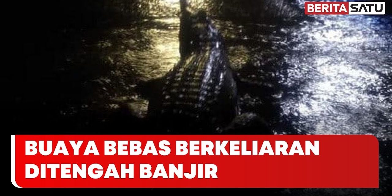 Banjir Parah Di Australia Picu Kemunculan Buaya Di Sekitar