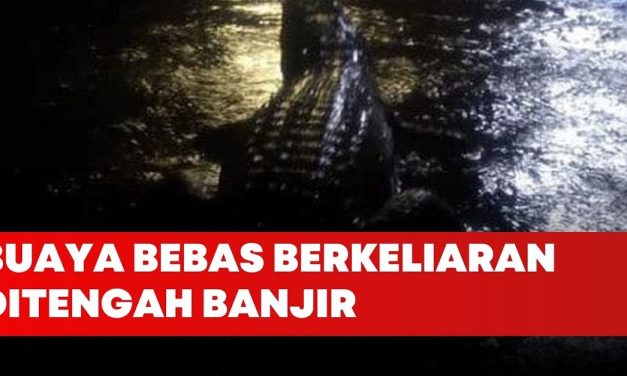 Banjir Parah Di Australia Picu Kemunculan Buaya Di Sekitar