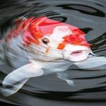 Rahasia Mendapatkan Ikan Koi Dengan Warna Yang Indah