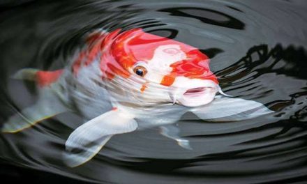 Rahasia Mendapatkan Ikan Koi Dengan Warna Yang Indah