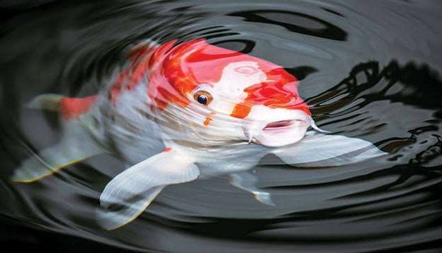 Rahasia Mendapatkan Ikan Koi Dengan Warna Yang Indah