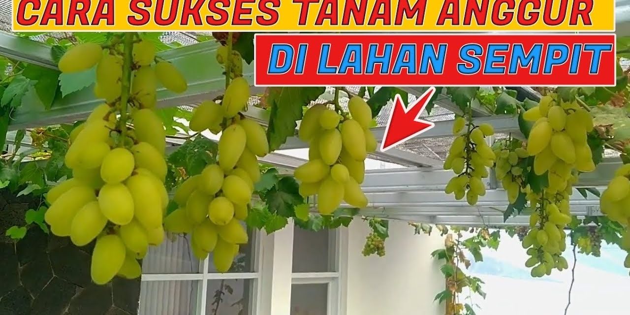 Rekomendasi Jenis Anggur Cepat Berbuah Di Lahan Kecil
