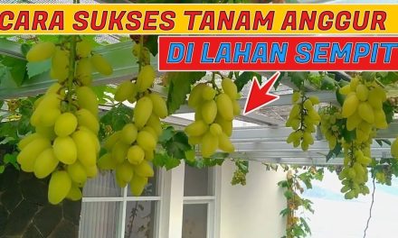 Rekomendasi Jenis Anggur Cepat Berbuah Di Lahan Kecil