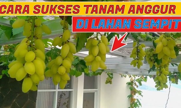 Rekomendasi Jenis Anggur Cepat Berbuah Di Lahan Kecil