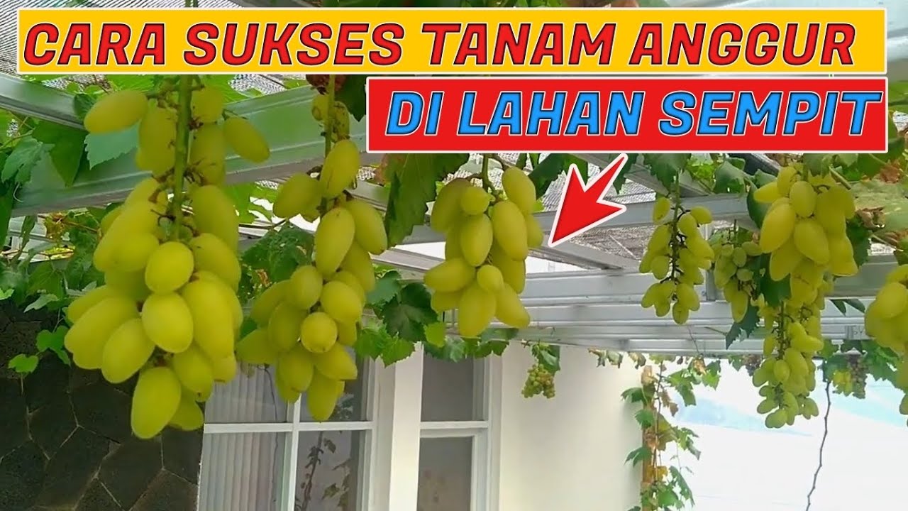 Rekomendasi Jenis Anggur