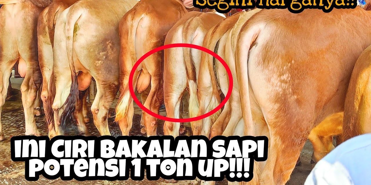 Tips Memilih Bakalan Sapi: Lebih Baik Lokal atau Impor?