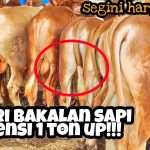 Tips Memilih Bakalan Sapi: Lebih Baik Lokal atau Impor?