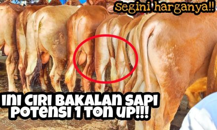 Tips Memilih Bakalan Sapi: Lebih Baik Lokal atau Impor?