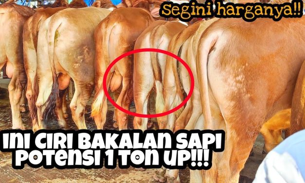 Tips Memilih Bakalan Sapi: Lebih Baik Lokal atau Impor?
