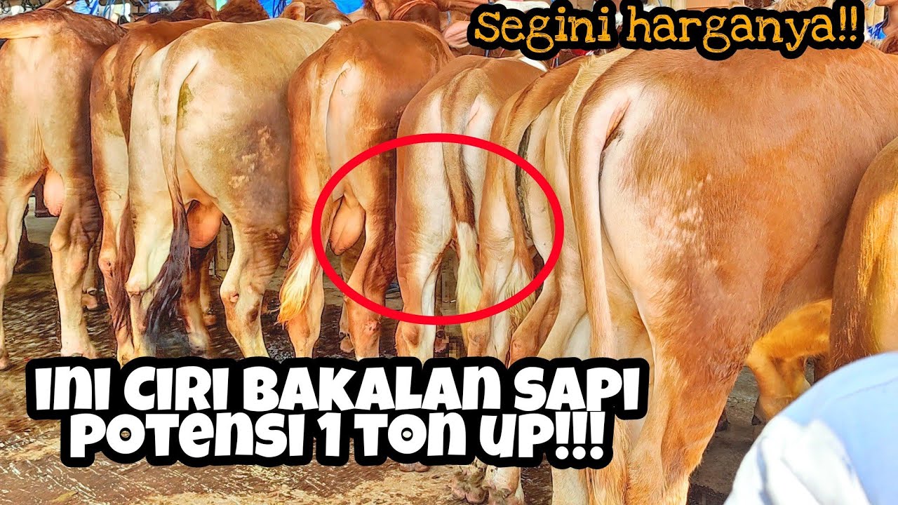 Tips Memilih Bakalan Sapi