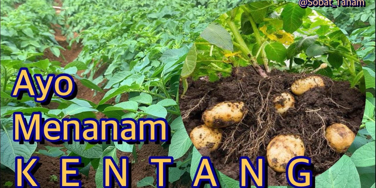 Teknik Menanam Bibit Kentang Agar Umbi Besar Dan Berkualitas