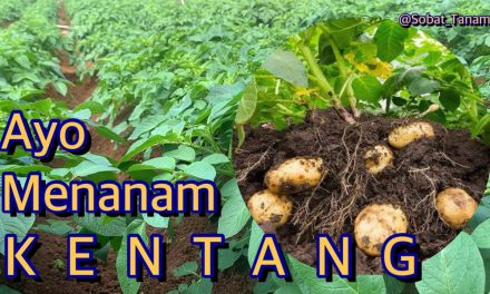 Teknik Menanam Bibit Kentang Agar Umbi Besar Dan Berkualitas