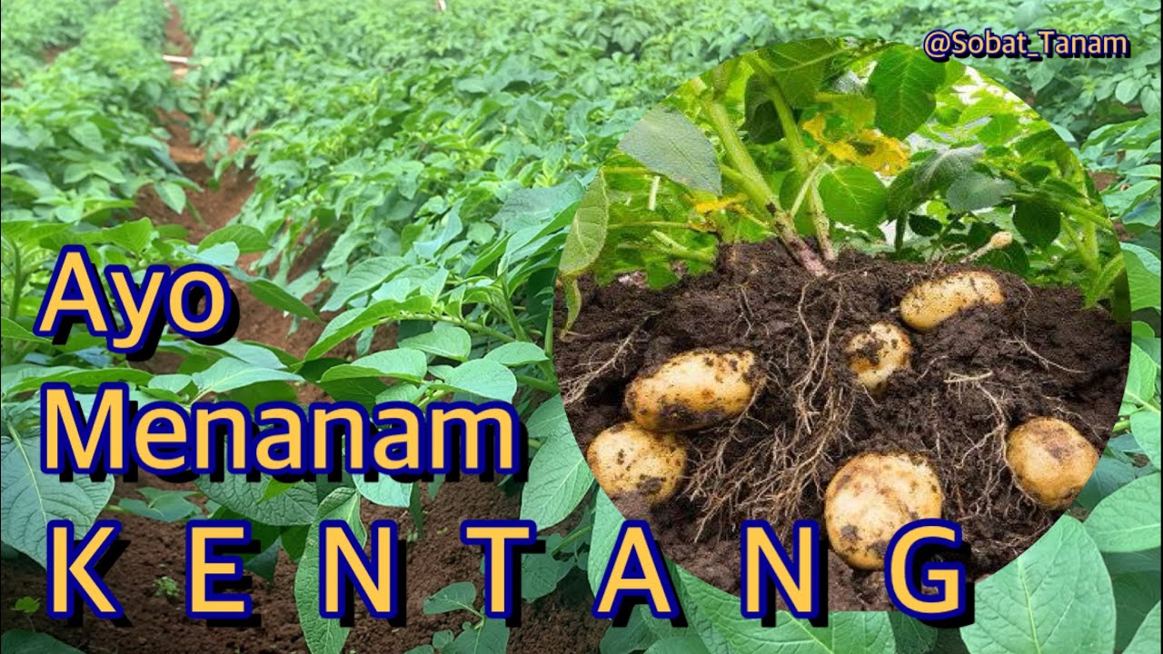 Teknik Menanam Bibit Kentang