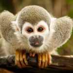 Monyet Tupai Si Kecil Yang Lincah Dan Cerdas