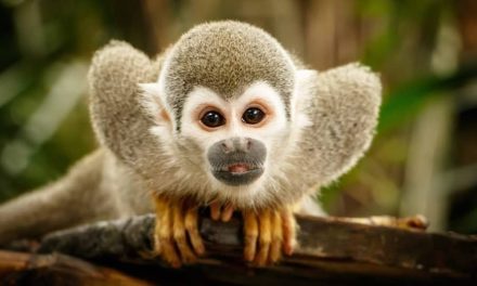Monyet Tupai Si Kecil Yang Lincah Dan Cerdas