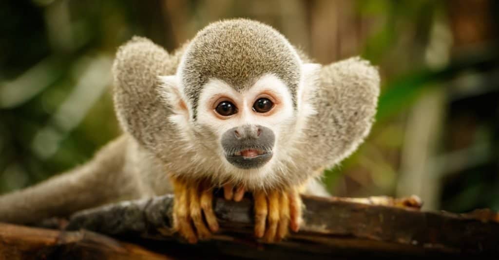 Monyet Tupai Si Kecil Yang Lincah Dan Cerdas