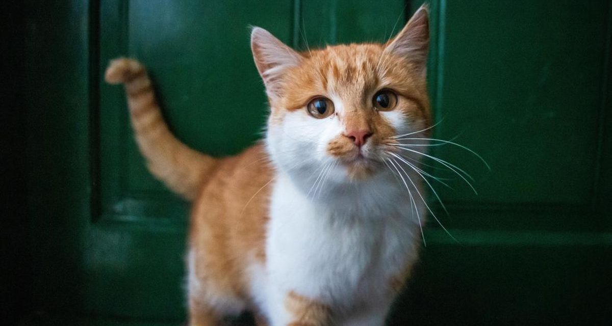 Fakta Menarik Mengapa Kucing Selalu Penuh Rasa Penasaran?