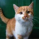 Fakta Menarik Mengapa Kucing Selalu Penuh Rasa Penasaran?