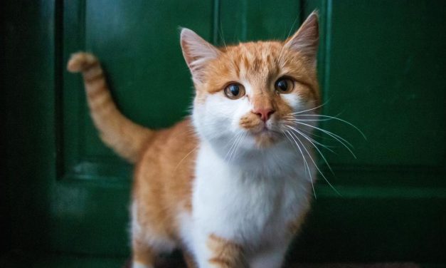Fakta Menarik Mengapa Kucing Selalu Penuh Rasa Penasaran?